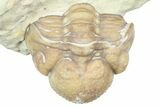 Enrolled Kainops Trilobite - Black Cat Mountain, Oklahoma #362993-1